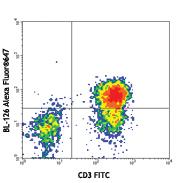 Human peripheral blood lymphocytes stained