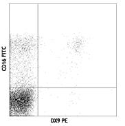 Human peripheral blood lymphocytes stained