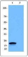 Purified anti-CD247 (TCRÎ¶;, CD3Î¶;)